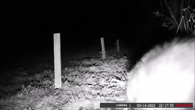 Backyard Trail Cams - Possum at the fence