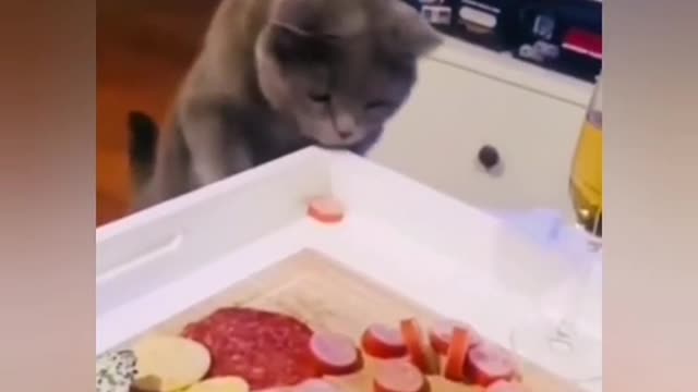 The cat steals sausage from the table. The quietest thief in the world