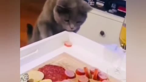 The cat steals sausage from the table. The quietest thief in the world