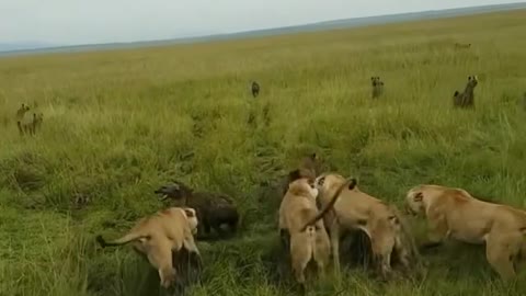 Lions vs Hyenas