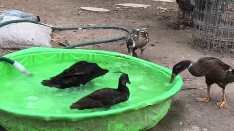 Clean water means happy ducks!