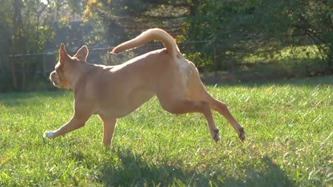 Happy dog running through grass slow motion