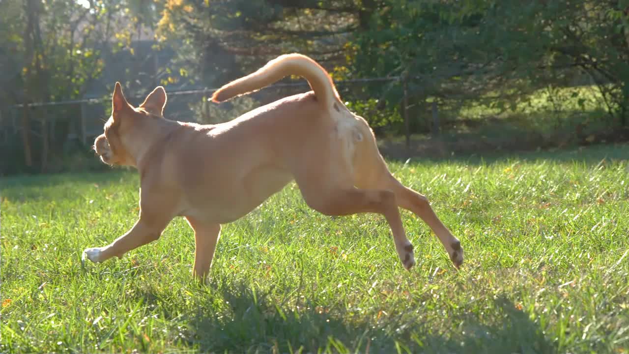 Happy dog running through grass slow motion