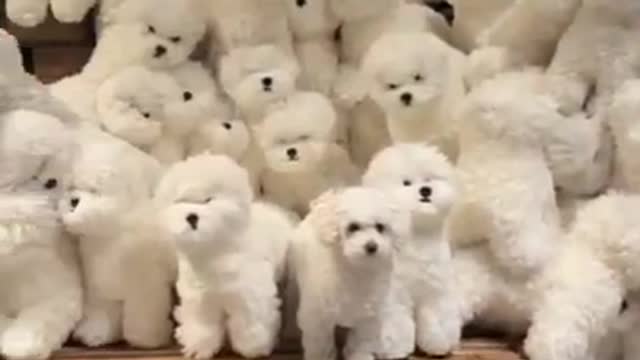 cute puppy funny moment 🤣ðŸ˜#viral