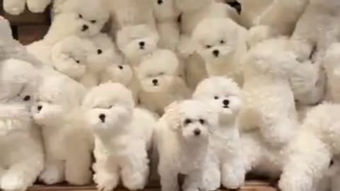 cute puppy funny moment 🤣😭#viral