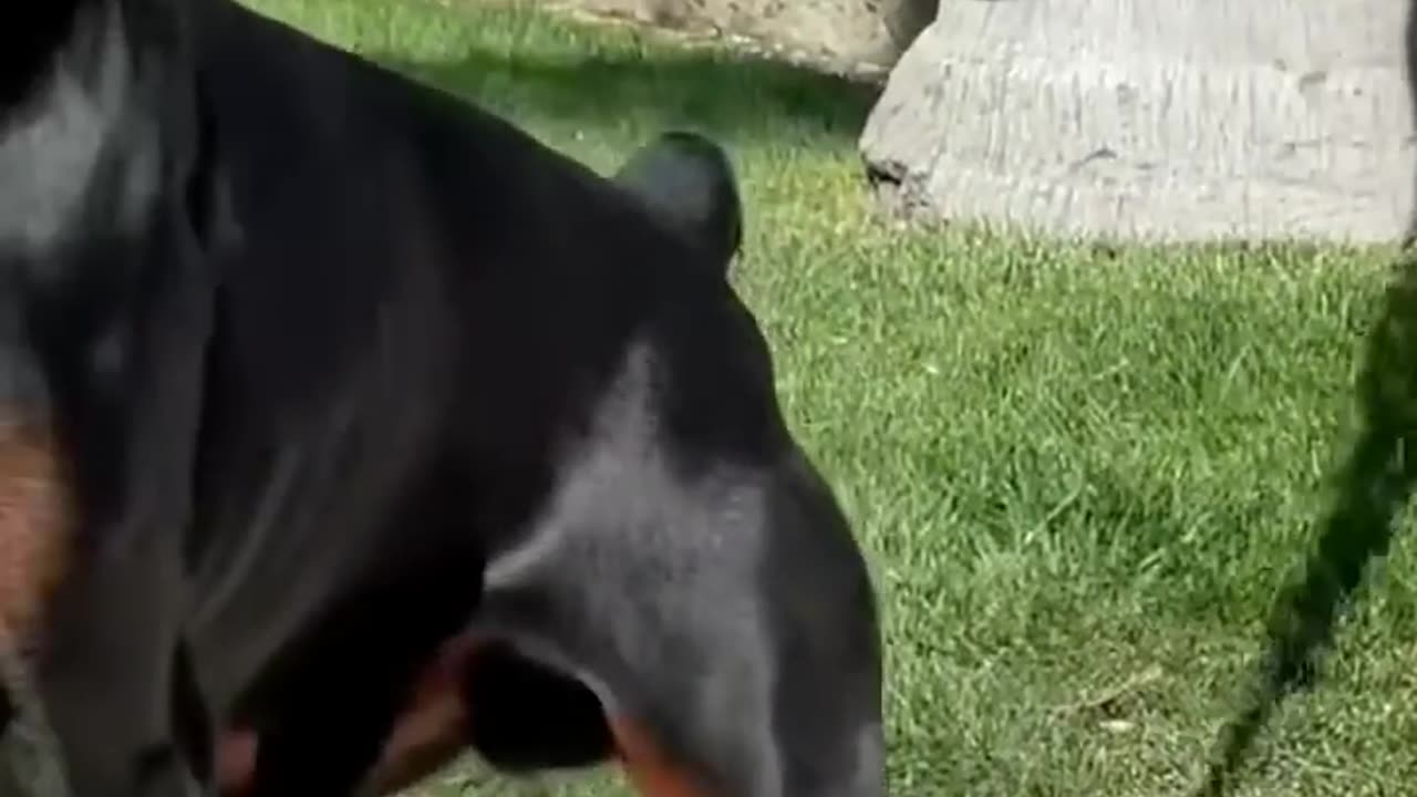 Venom the Doberman