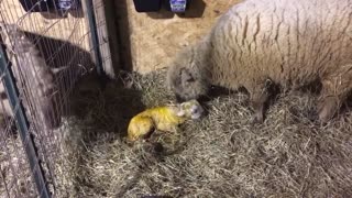 Meet Boaz! The first lamb of 2021!