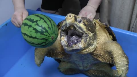 The watermelon captures the strongest jaw in the world