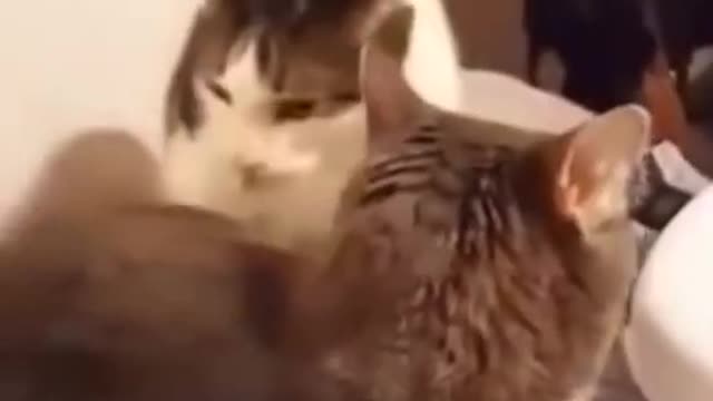 Cat bites cat, but it's Tom and Jerry sounds