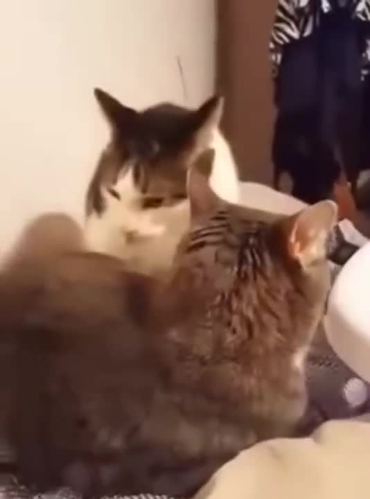 Cat bites cat, but it's Tom and Jerry sounds