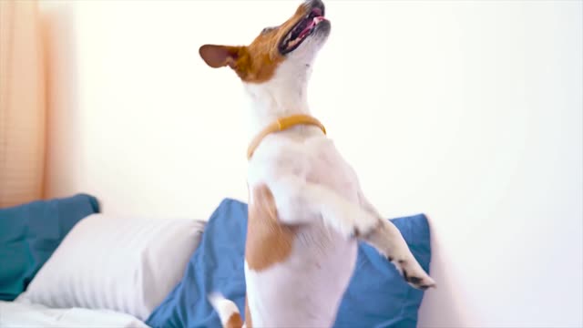 Cute Jack Russell Terrier dancing on the bed