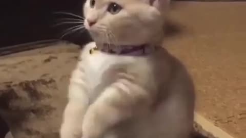 Cute and Funny Cat Videos to Keep You Smiling!😻 Don't try to hold back Laughter 😹