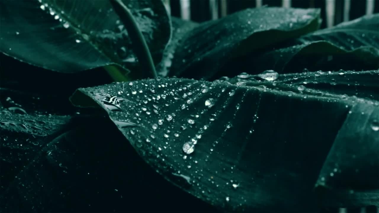 Amazing Cinematic Rain Video Refreshing and Amazing