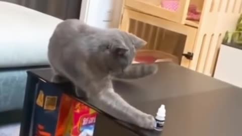 Watch how cat learns lesson from his owner.