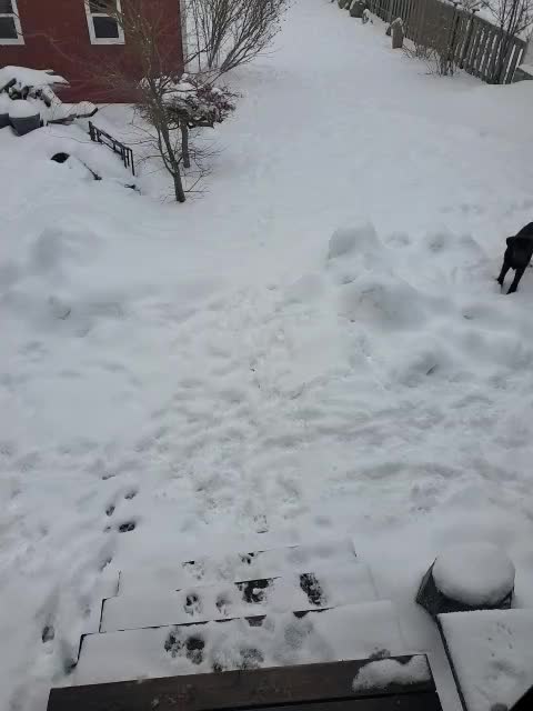 Koko's First Day in the Snow