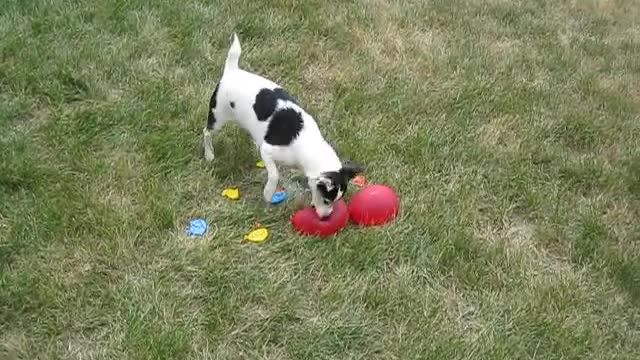 Cute Dog Trying to Eat Water Ballon