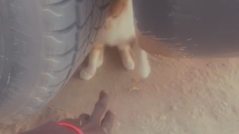 Love of animals ♥️