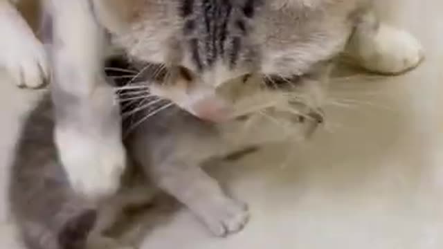 Lovely Cat, black cat, cats, funny cats, funny cat videos truly beautiful