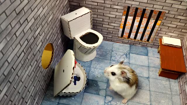 Hamster escapes the awesome maze for Pets in real life 🐹 in Hamster stories