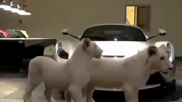 Lions around luxury car