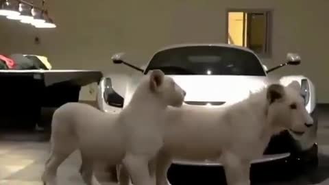 Lions around luxury car