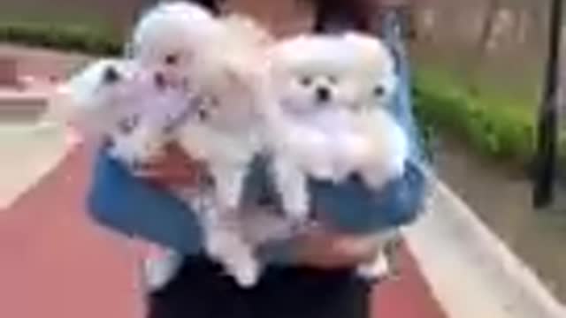 Baby Dogs - Cute and Funny Dog Videos