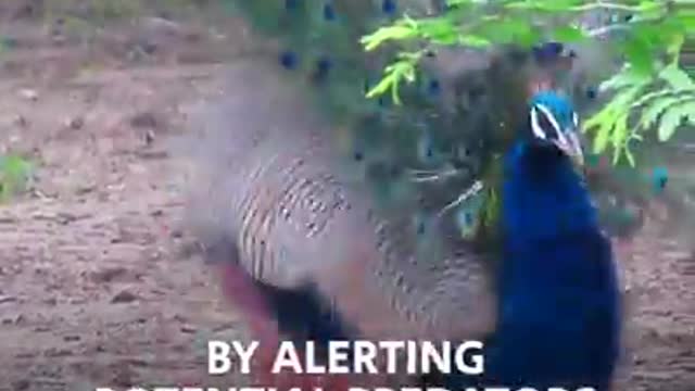 Male peacocks sing songs to attract mates