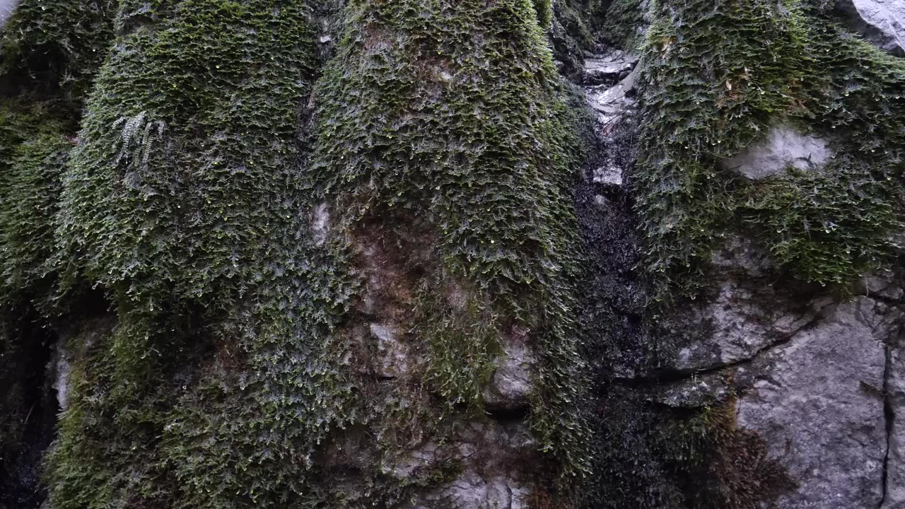 Relaxing Sound of Rain and Wind in Forest 2 Hours _ Rain Drops Falling From Trees and Moss.mp4