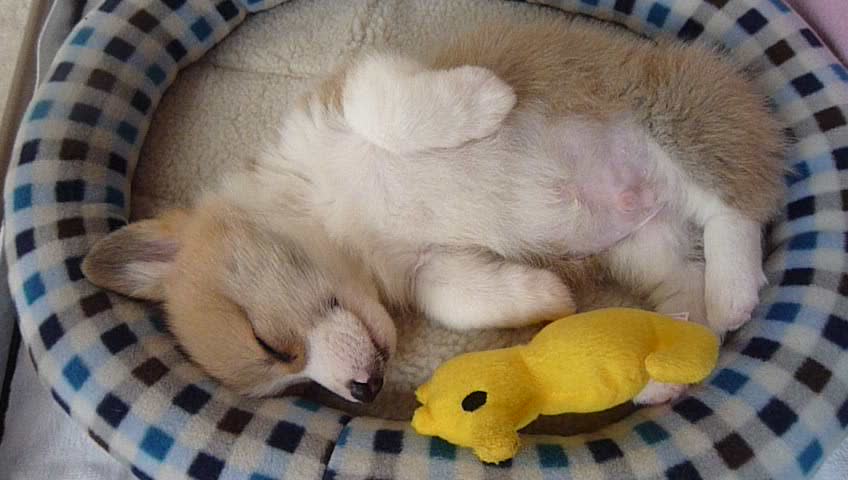 Sleeping Baby Corgi Puppy