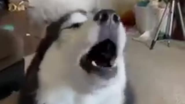 Husky singing a very nice song