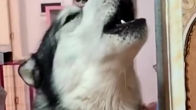 animal funny moments