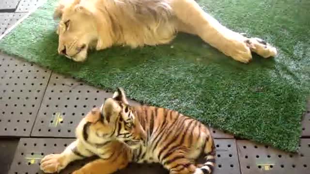 Tiger and lion friends - video of how they share a tiger cub and a lion at home