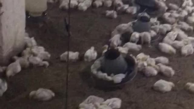 Poltry farm house 14 day birds