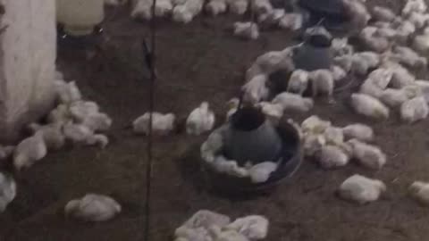 Poltry farm house 14 day birds