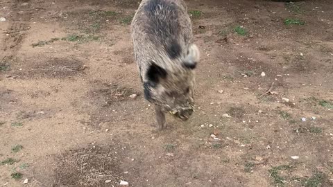 Henry The Pig