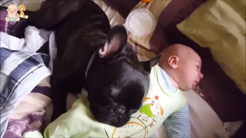 Cute Dogs Babysitting Dog And Baby Sleeping Together Compilation 2021