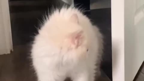 KITTEN EXPERIENCES THE MIRROR FOR THE FIRST TIME