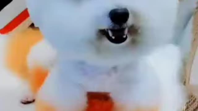 Beautiful puppy compilation