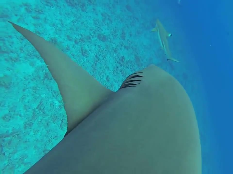 Valiente buzo nada con enorme tiburón limón