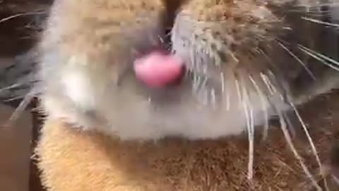 Funny animal