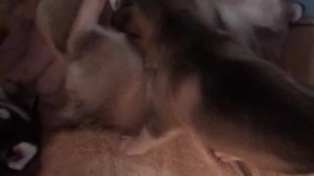 Husky puppy play time