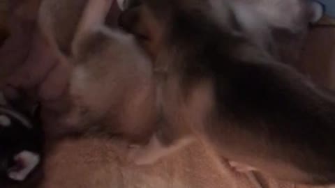 Husky puppy play time