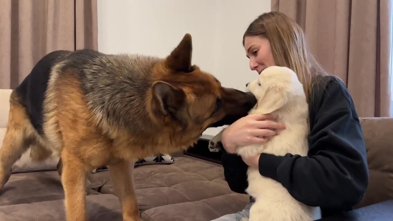 German shepherd meets golden retriever puppy for the first time