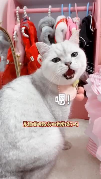 Super lazy cat | Cute Cats | Cutest Cats Compilation 2021