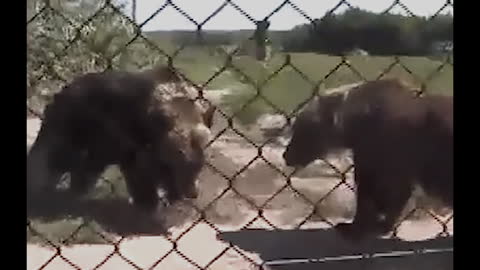 The bears argued