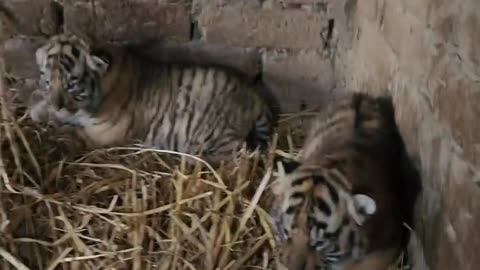 20 DAYS OLD TIGER