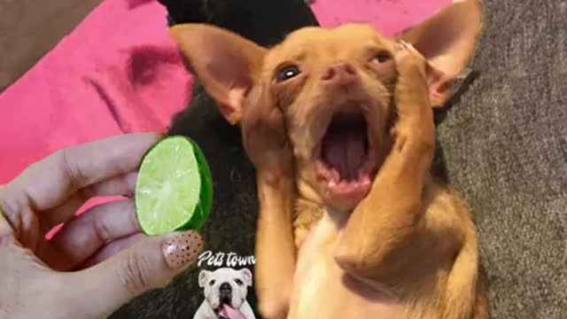 Dog and cats reaction To food, funny animals