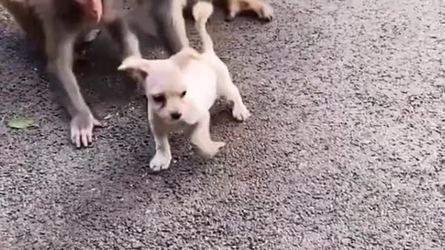 Naughty monkeys fighting dog