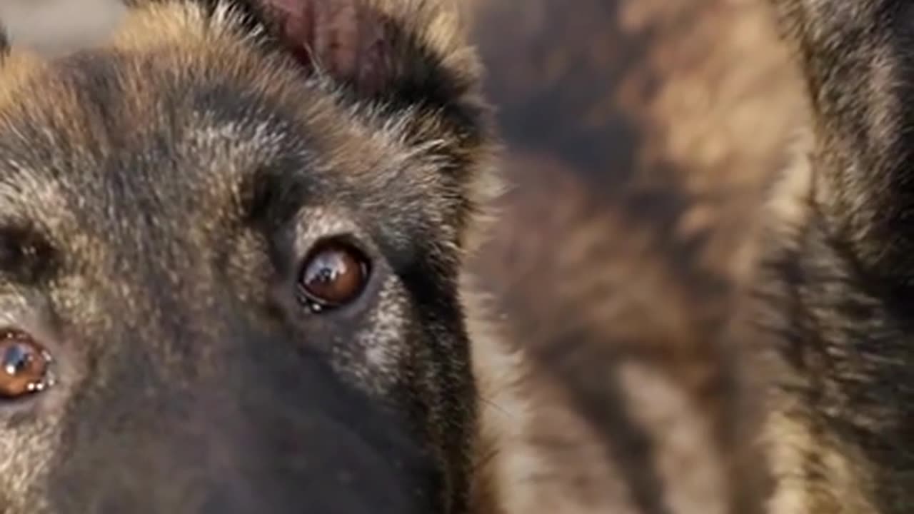 Facts About German Shepherd