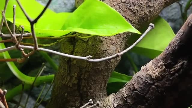 Collett's Snake (Pseudechis colletti)